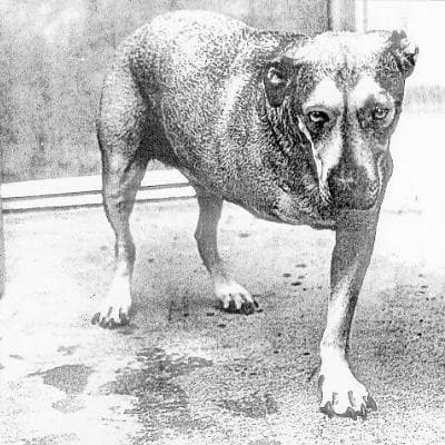 Alice In Chains - Image 1